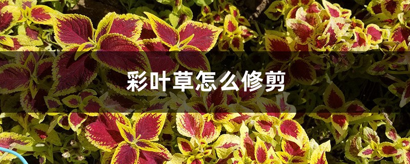 彩叶草