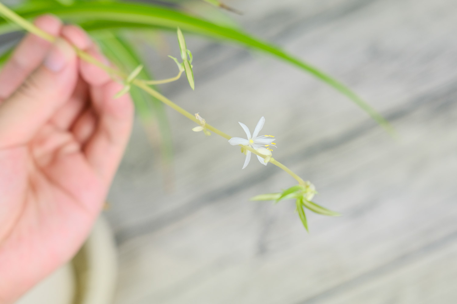 入户门口放什么植物好