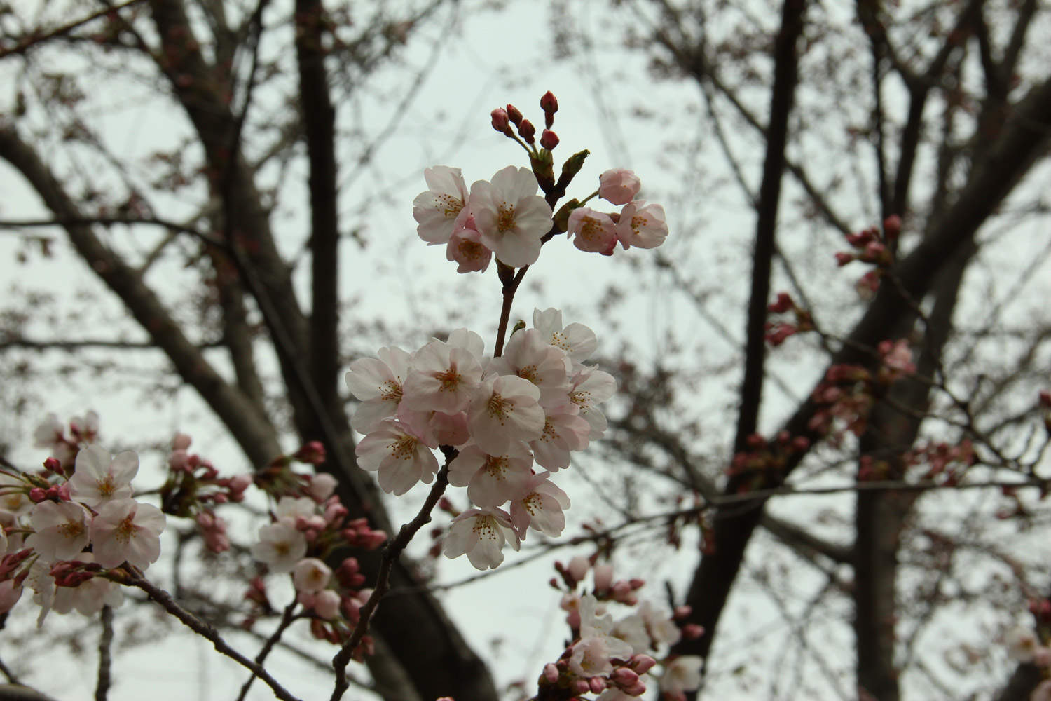 樱花烂根是怎么回事