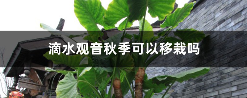 滴水观音
