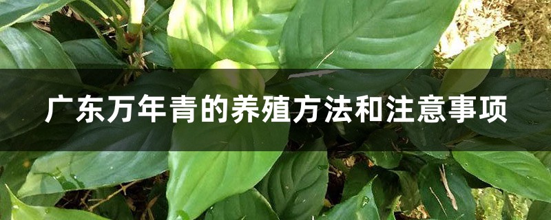 广东万年青