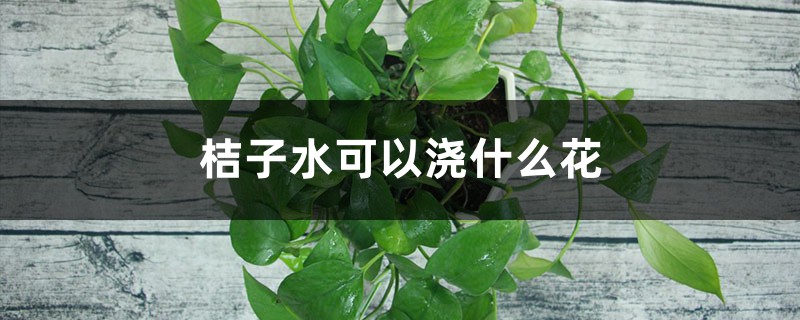 养花技巧