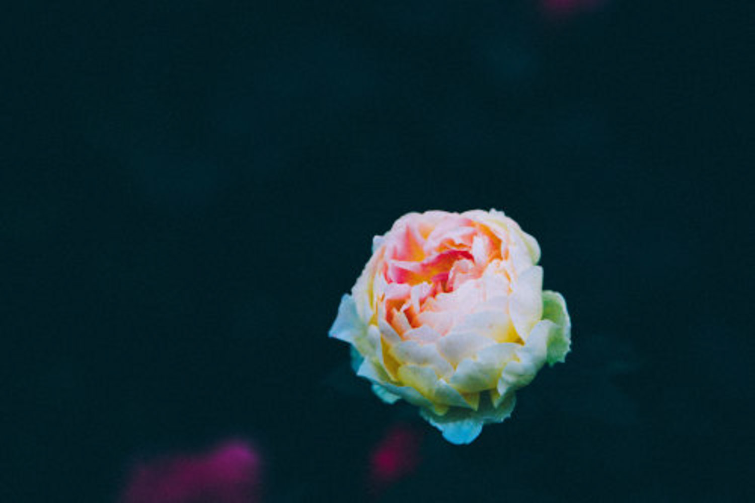 十棵月季九棵死，1秒自制杀虫剂，红蜘蛛蚜虫全扫光！