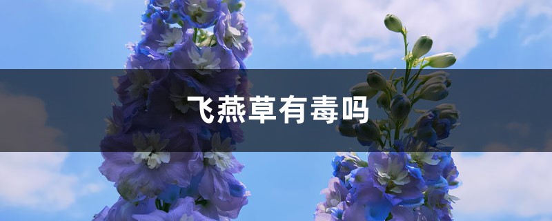 飞燕草