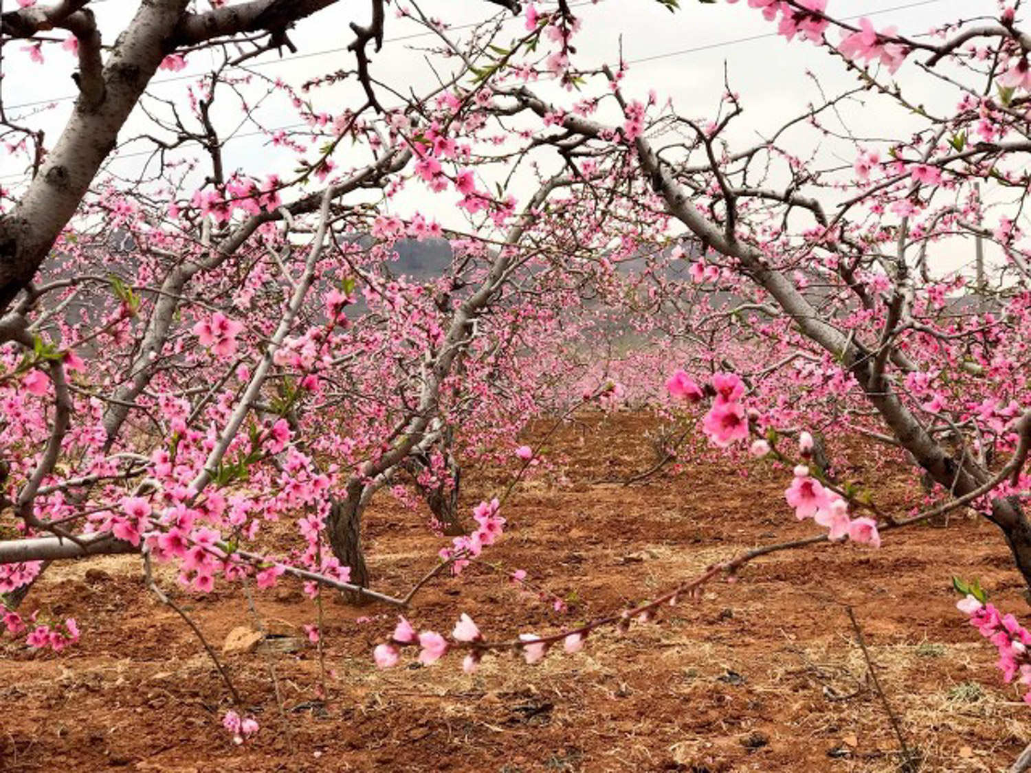 莱芜适合养什么花，市花和市树是什么