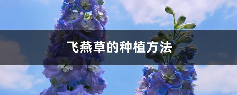 飞燕草