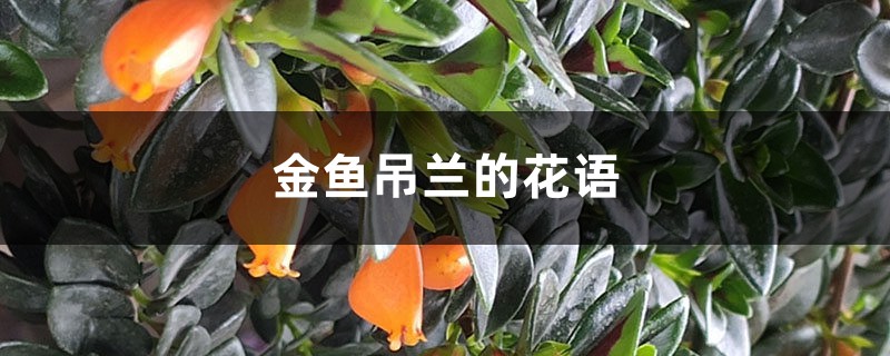 金鱼吊兰