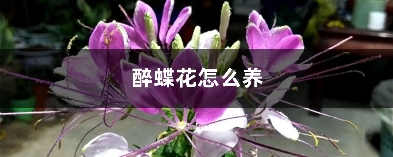 醉蝶花