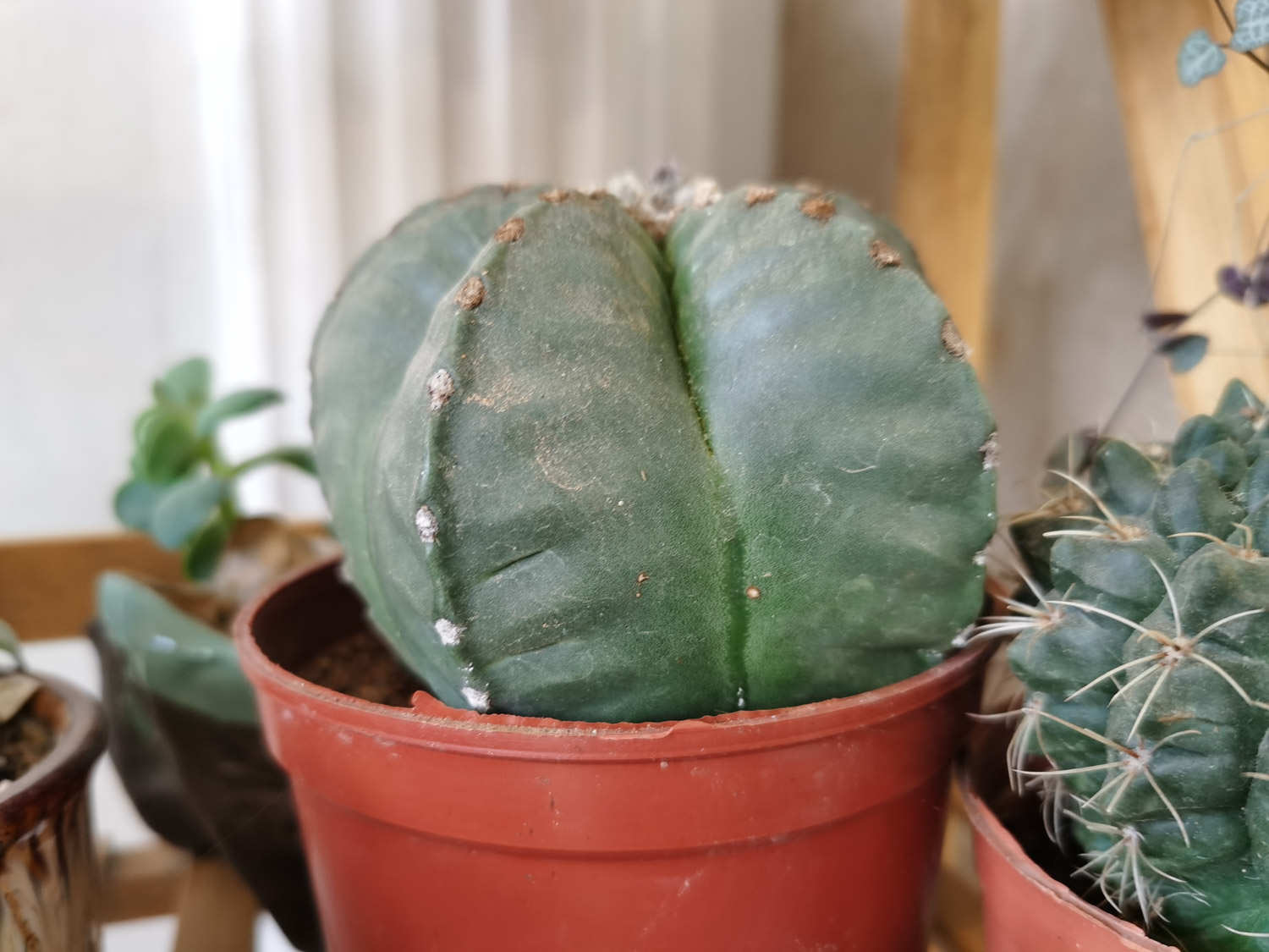 仙人球开白花是好事吗