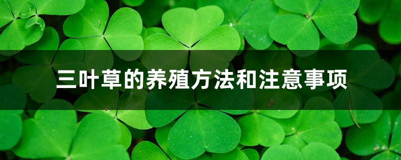 三叶草