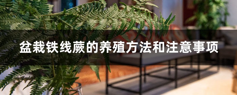 铁线蕨