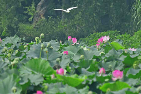 莲花为什么烂叶，烂叶怎么办