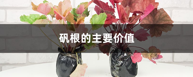 矾根