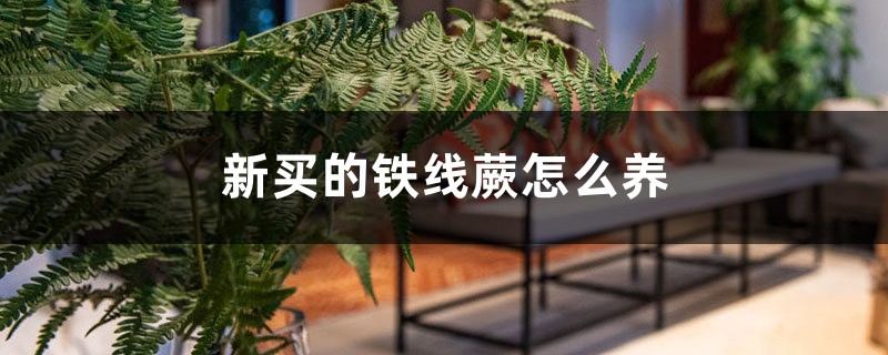 铁线蕨