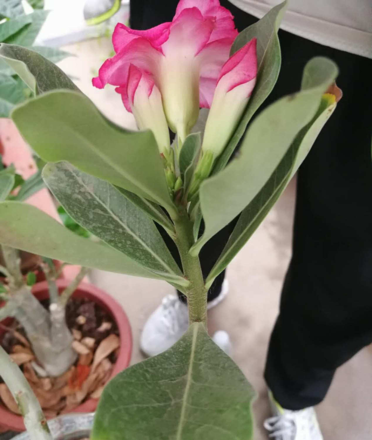 飘香藤黄叶的原因和处理办法