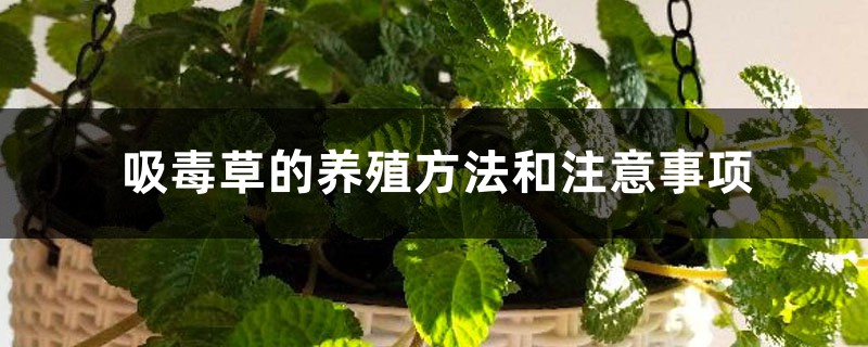 吸毒草
