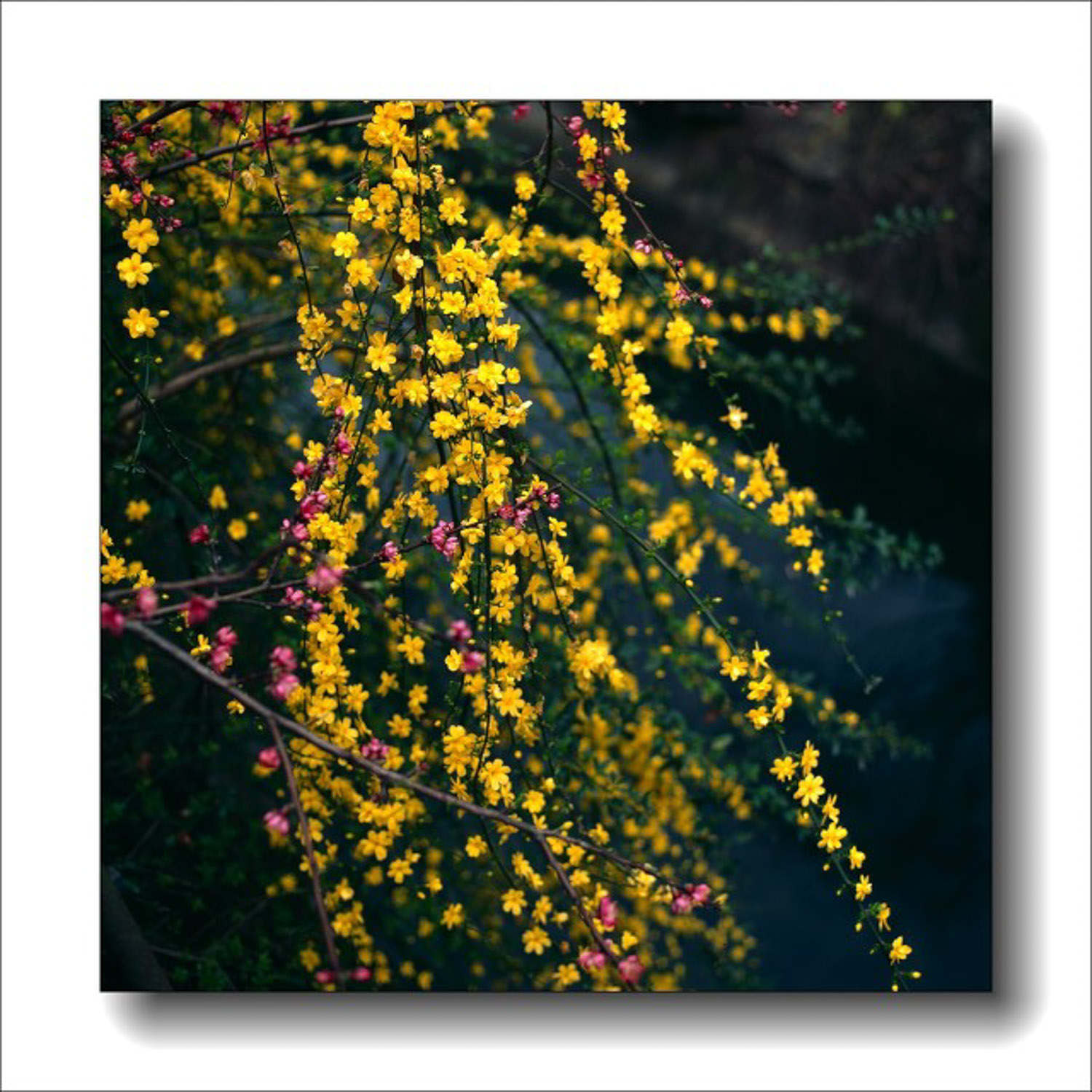 迎春花盆景制作