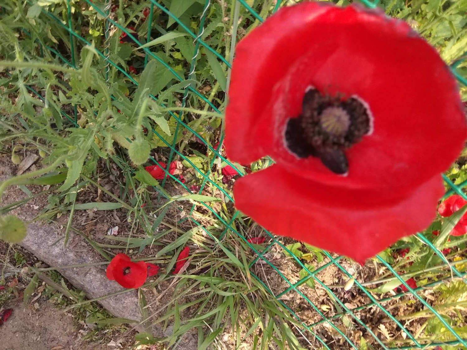 桂林适合养什么花，市花和市树是什么