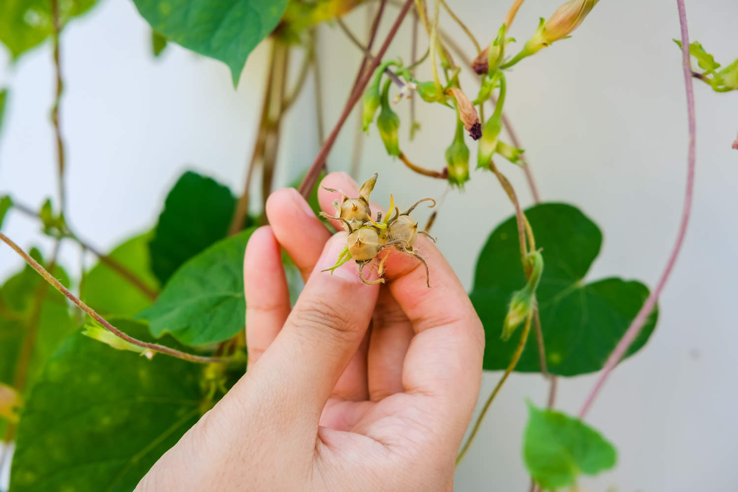 牵牛花黄叶的原因和处理办法