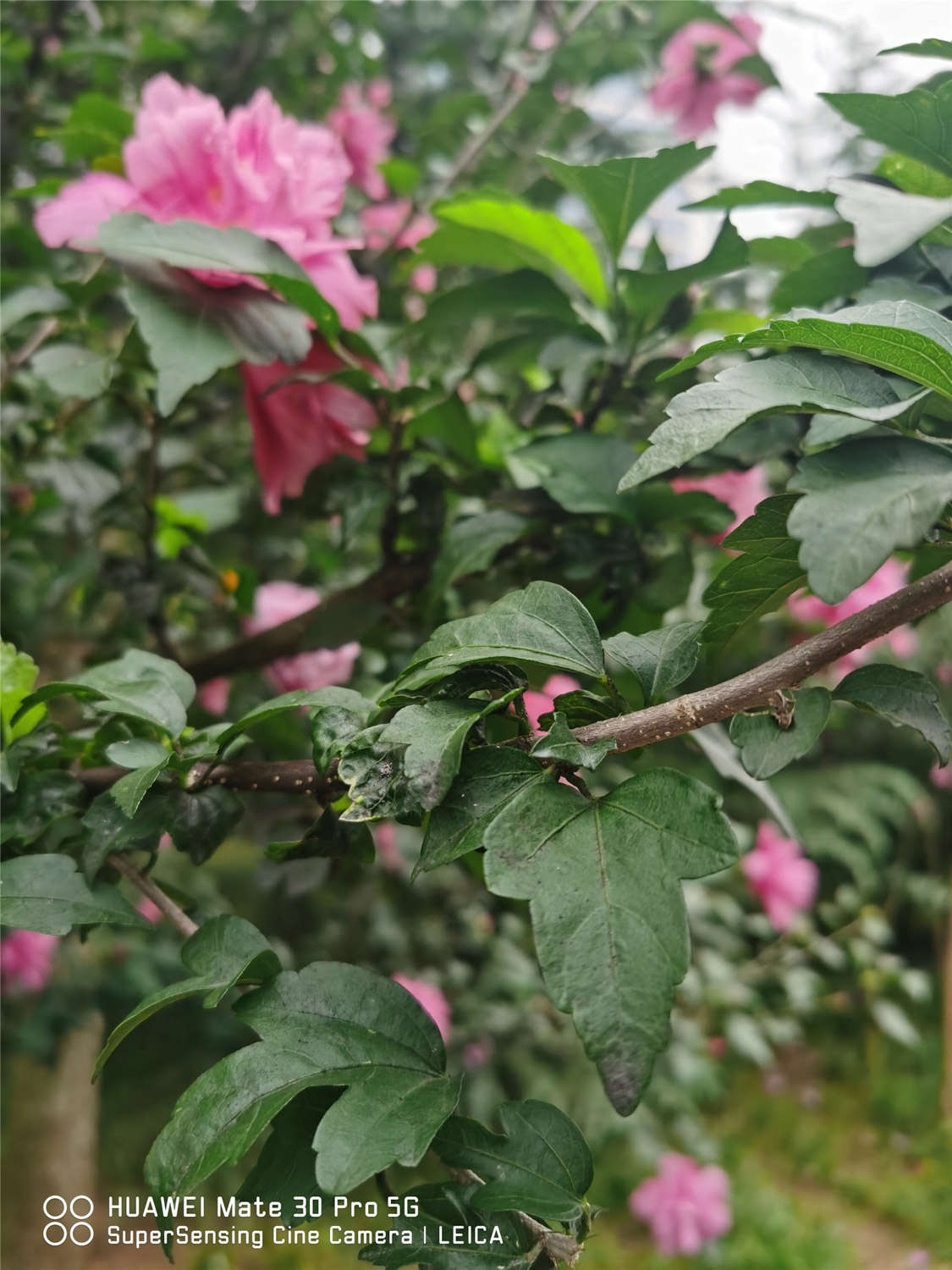 木槿黄叶的原因和处理办法