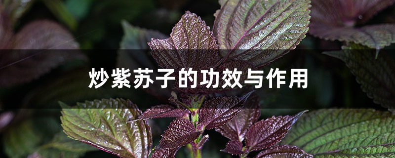 紫苏
