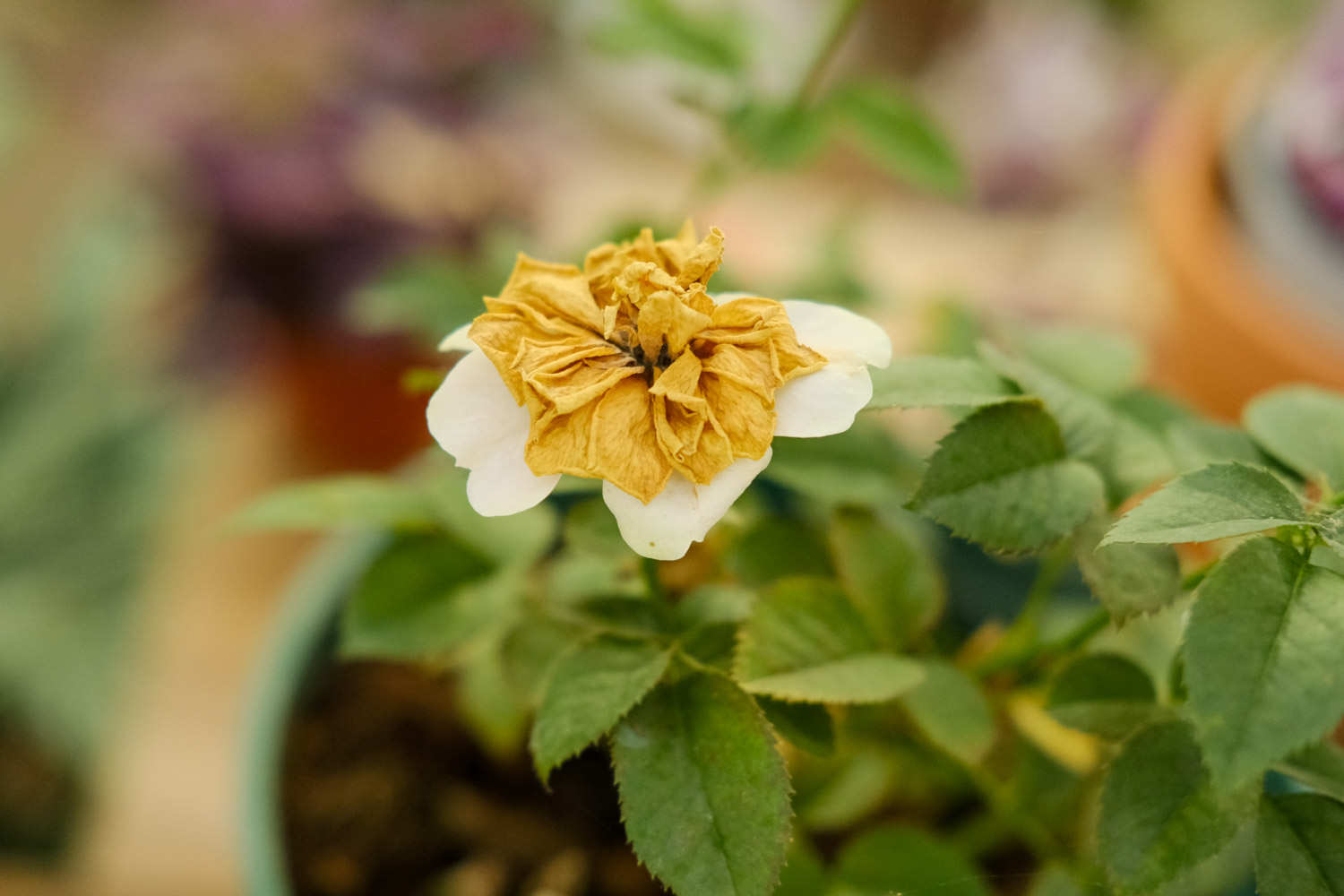 月季花生红蜘蛛怎么办