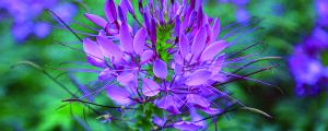 醉蝶花