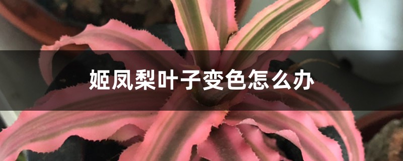 姬凤梨
