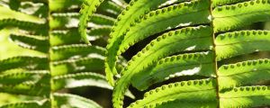 肾蕨