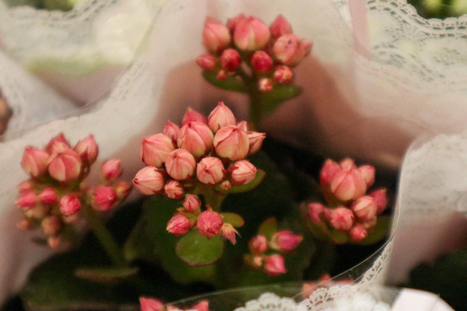庭院十大吉祥之花