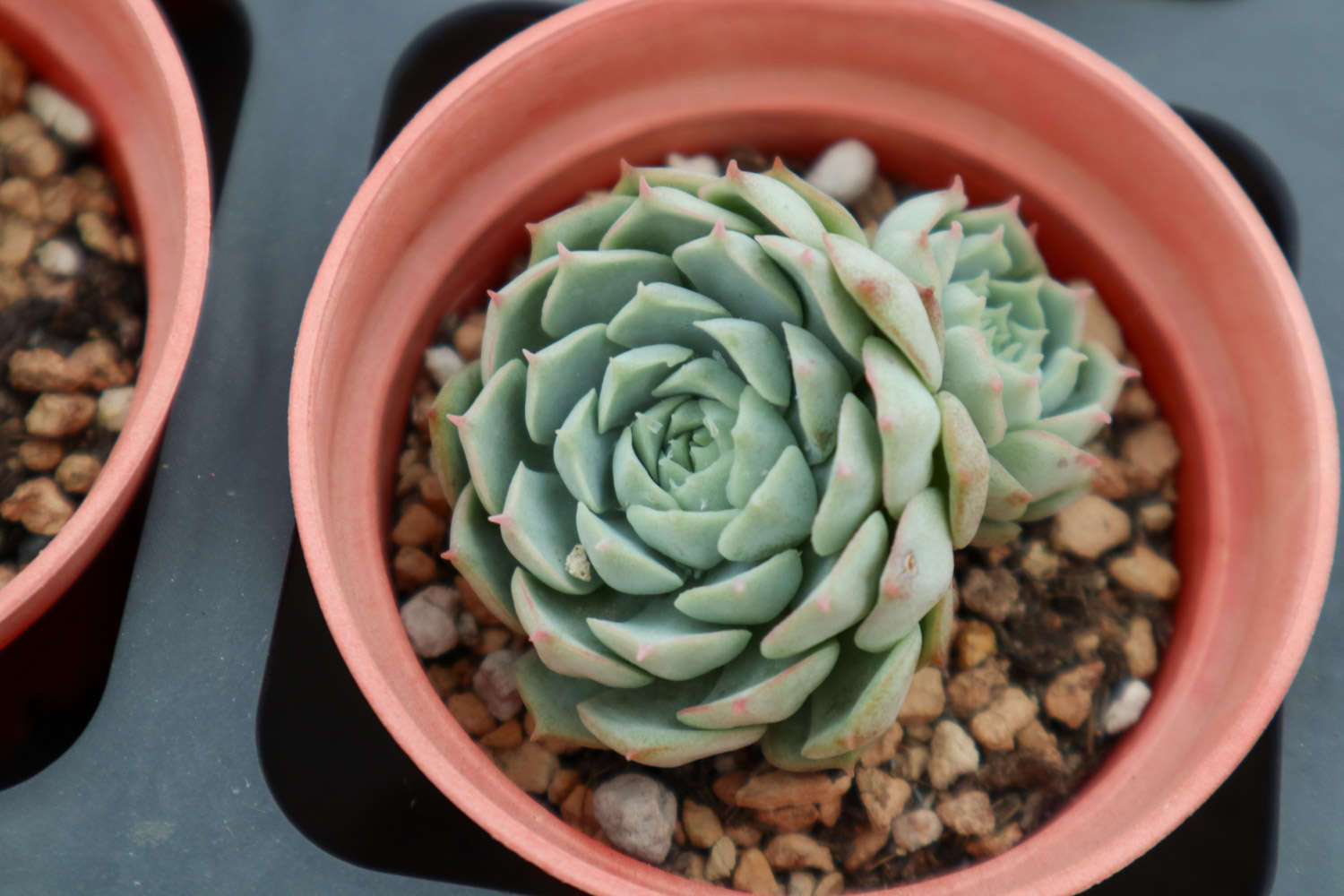 多肉植物长白色虫子怎么办