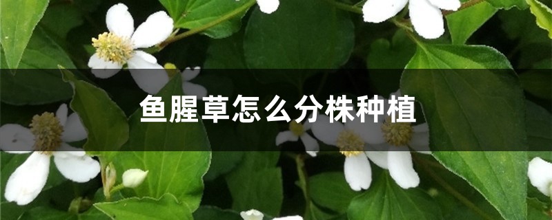 鱼腥草