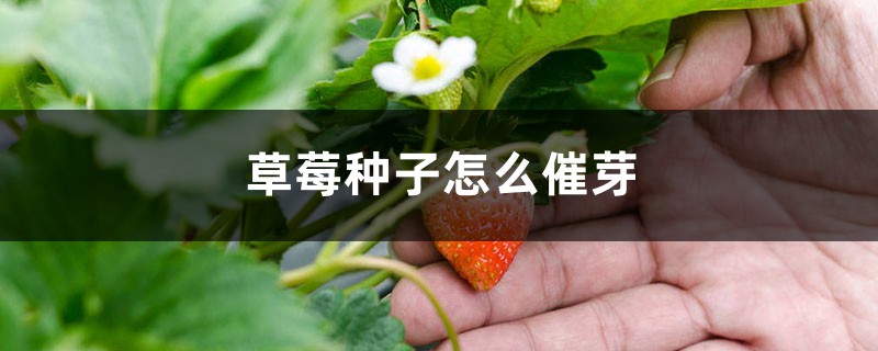 草莓