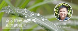 香茅