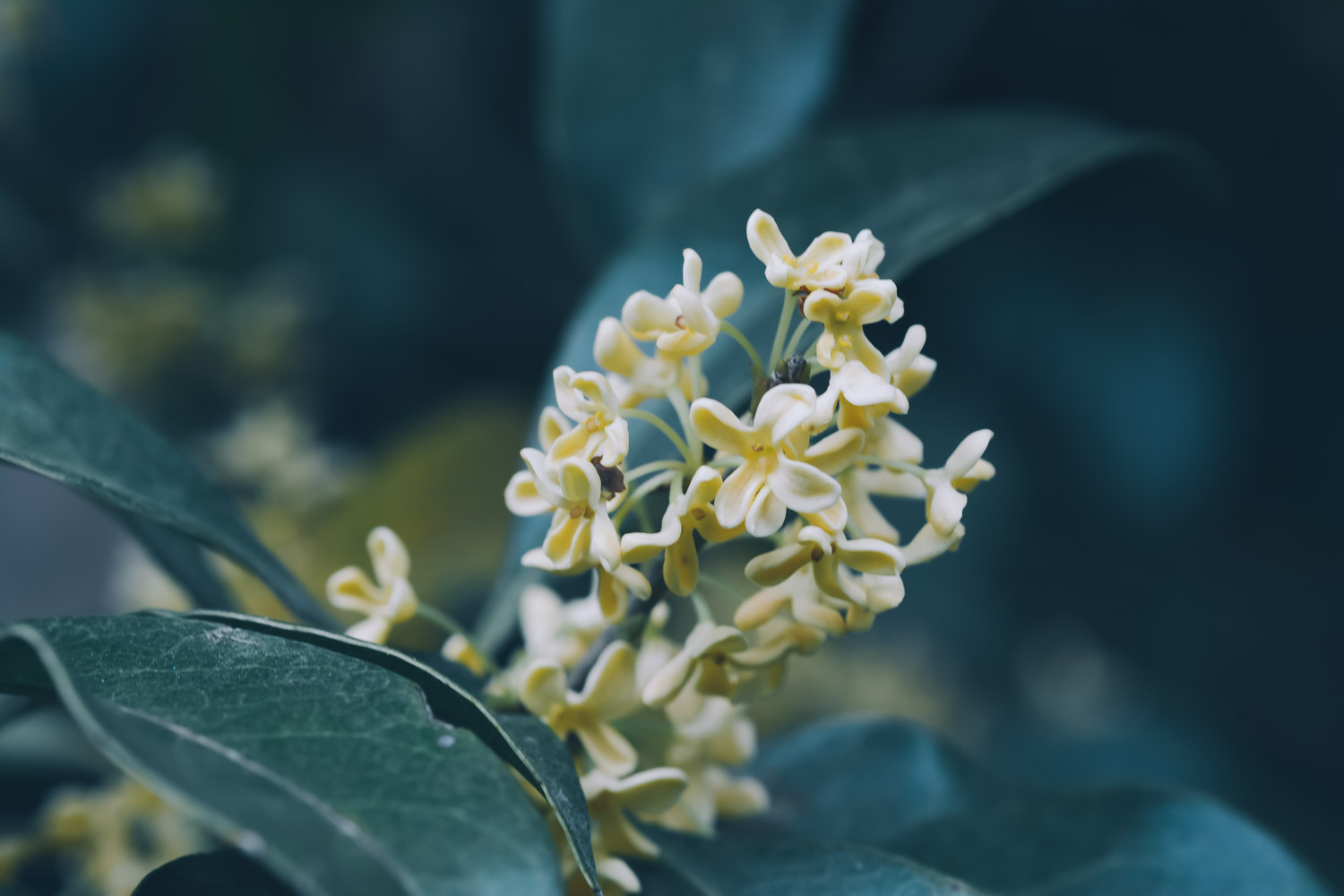 信阳适合养什么花，市花和市树是什么