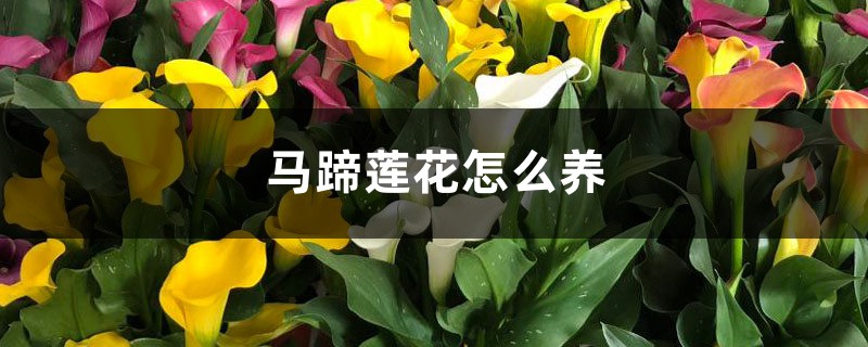 马蹄莲