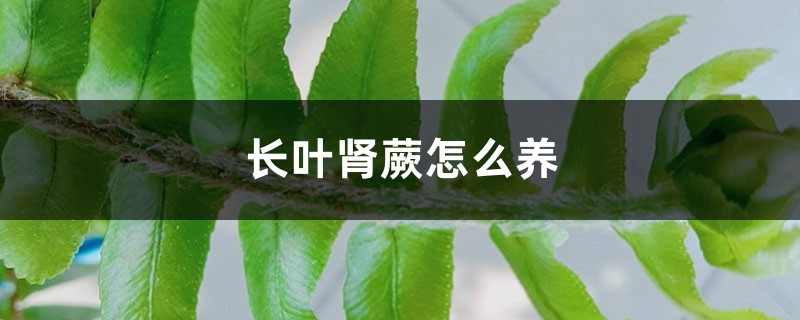 肾蕨