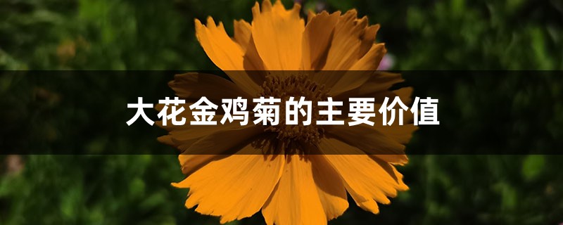 大花金鸡菊