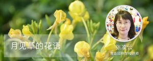 月见草