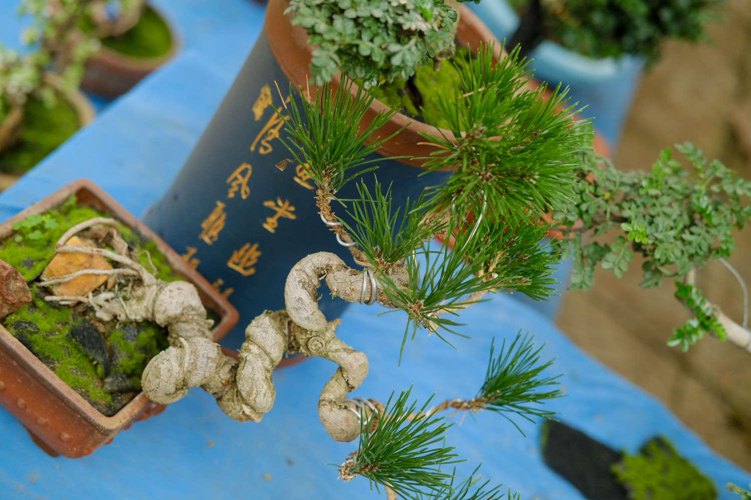 松树盆景怎么养护