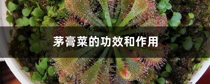 茅膏菜