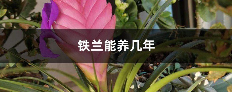 铁兰