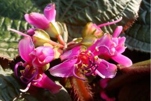 虎颜花
