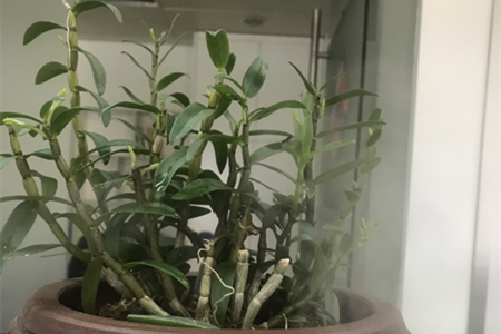 铁皮石斛不长叶子怎么办，铁皮石斛不长叶子的原因