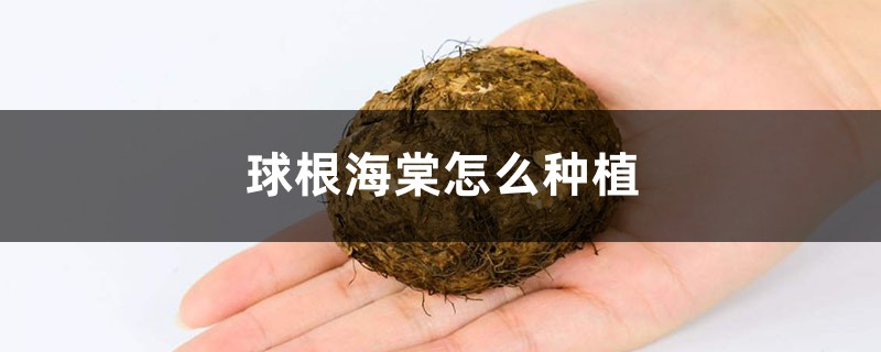 球根海棠