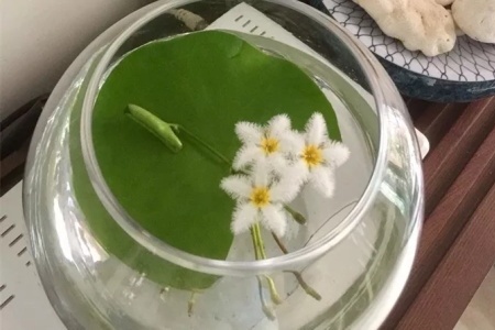 一叶莲叶子发黄怎么回事