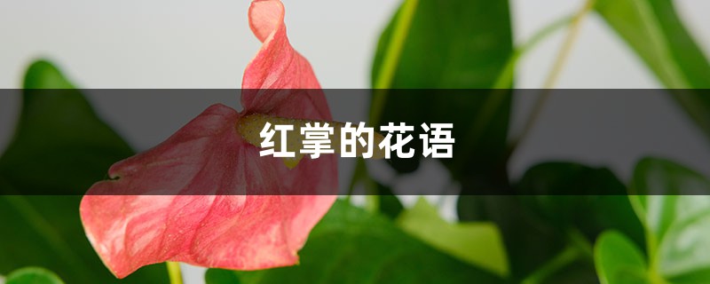 红掌