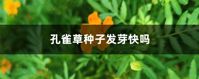 孔雀草