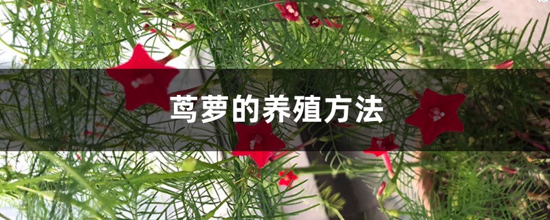 茑萝