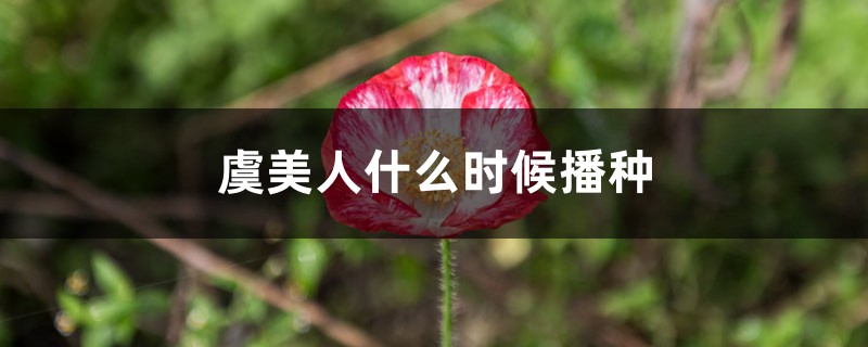 虞美人